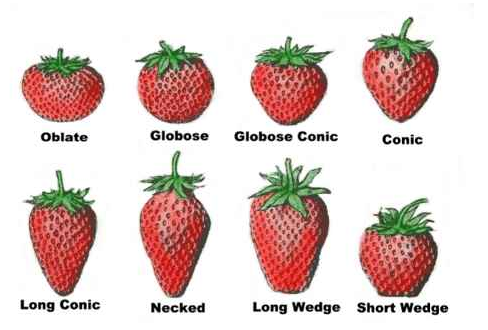 Strawberry shapes