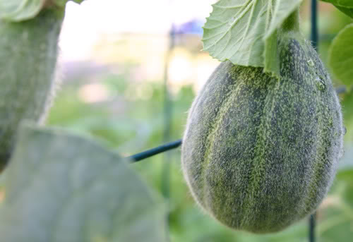 I bet you're wondering if a person can actually grow melons in a pot on a