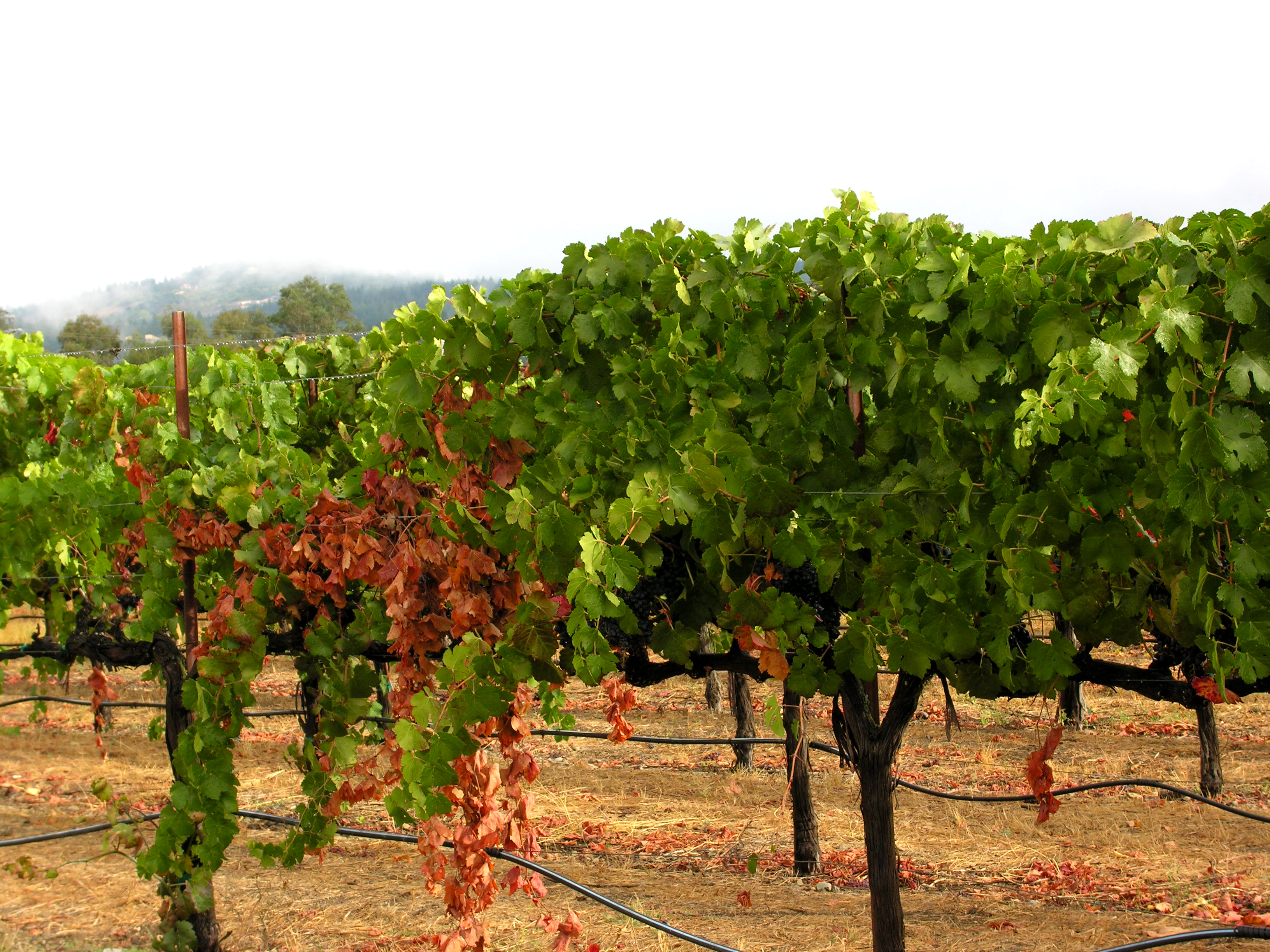 vineyards
