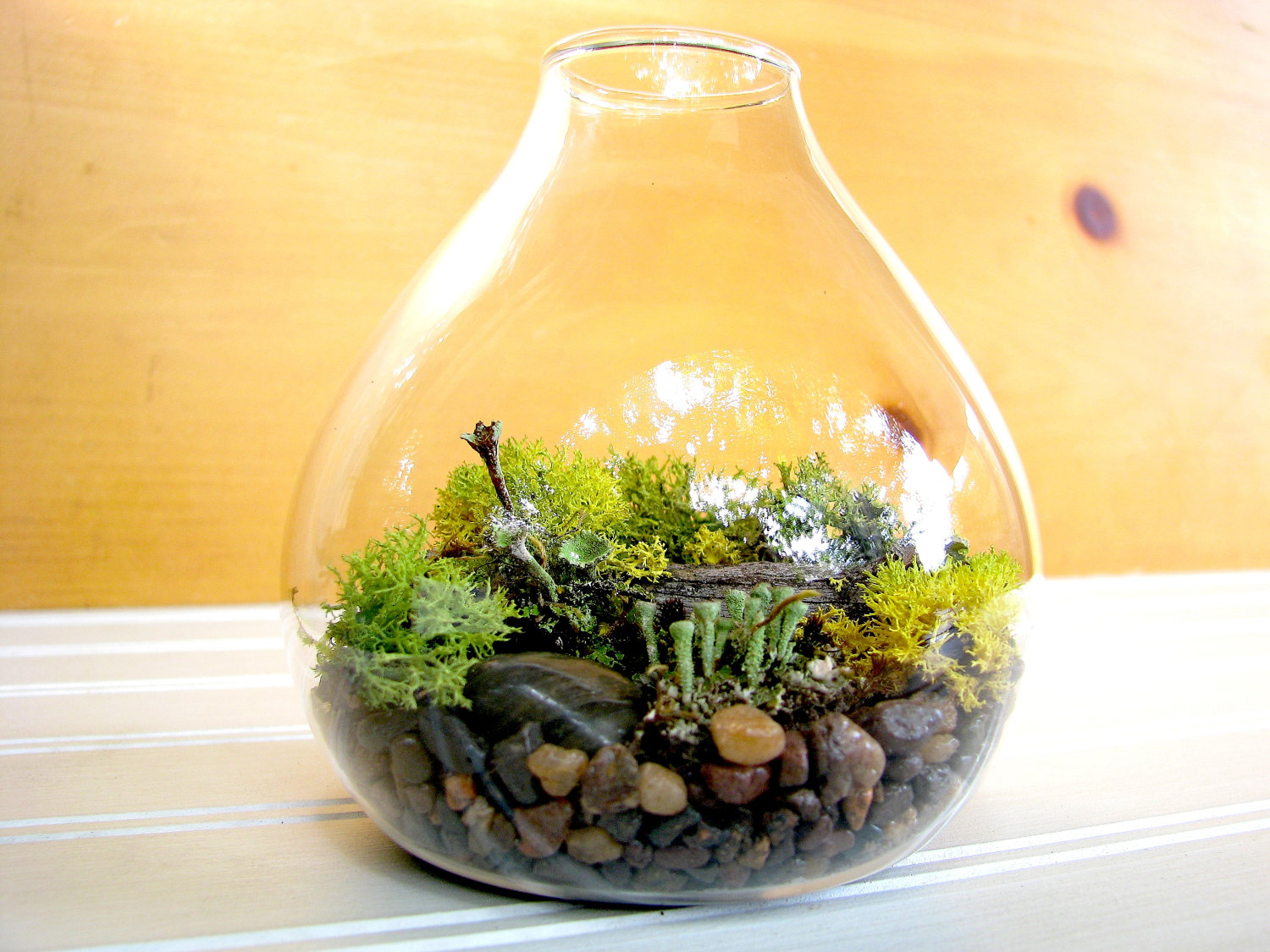 More Plant Presents! Terrariums - Spade Spatula