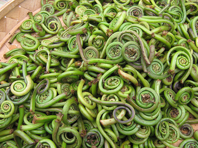 Spring Harvest: Fiddlehead Ferns - Spade Spatula