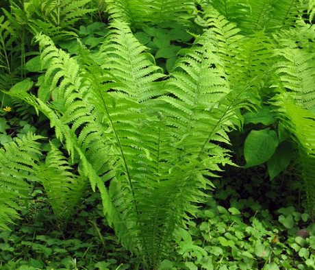 Spring Harvest: Fiddlehead Ferns - Spade Spatula