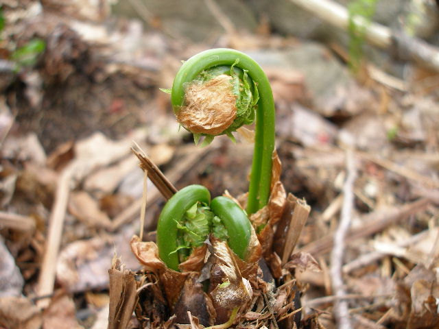Spring Harvest: Fiddlehead Ferns - Spade Spatula