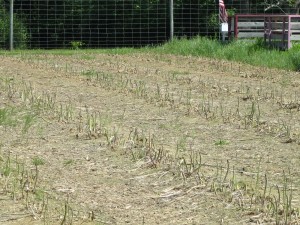 IMG_0335