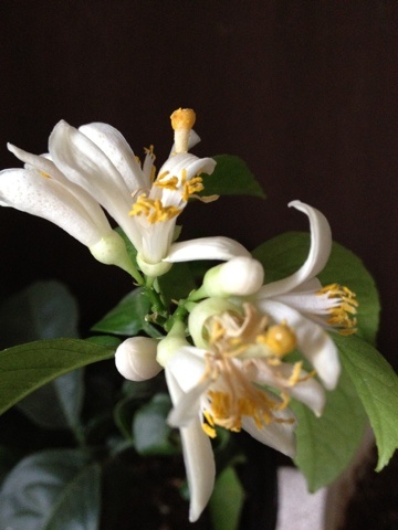 lemon blossoms