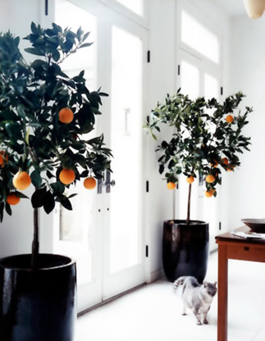 orange interior