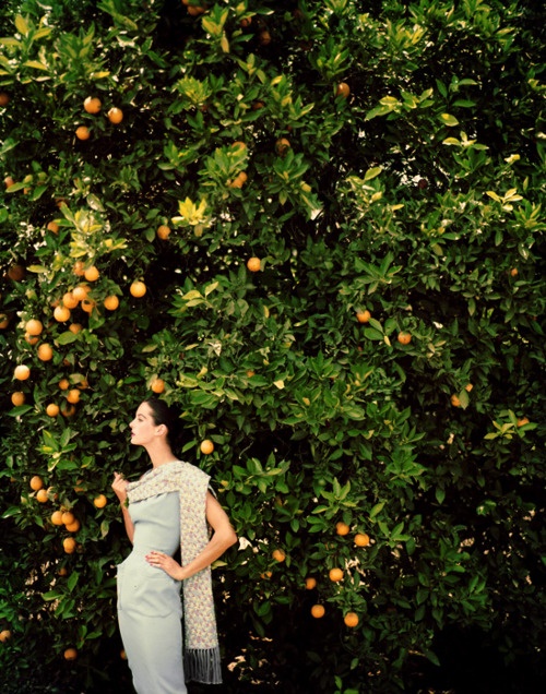 orange trees