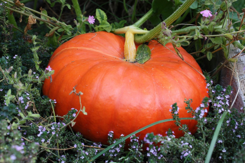 Cinderella Pumpkin